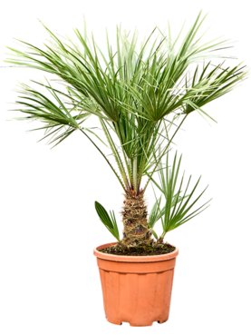 Chamaerops humilis Bush
