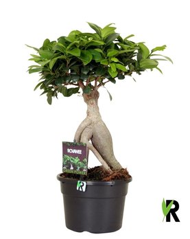 Ficus microcarpa Ginseng