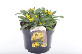Erysimum \'Canaries Yellow\' geel