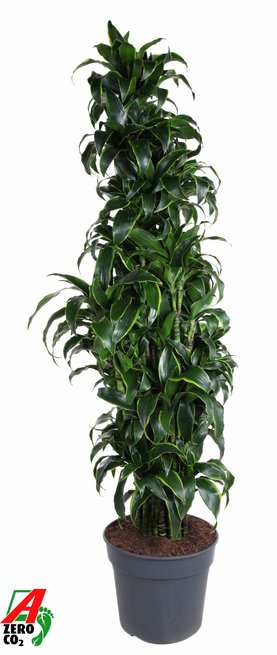 Dracaena fragrans \'Dorado\' Vertakt-multi