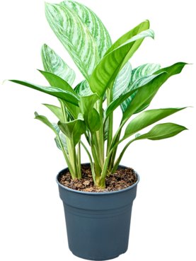 Aglaonema \'Stripes\' Toef