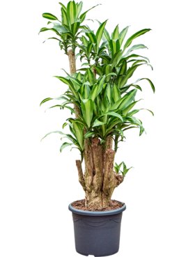 Dracaena fragrans \'Massangeana\' Vertakt