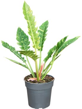 Philodendron \'Ring of Fire\'