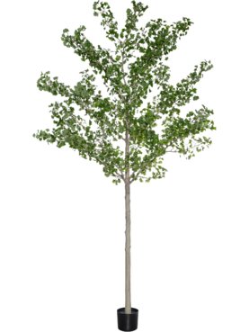 Ginkgo Biloba Tree XXL