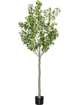 Ginkgo Biloba Tree XL