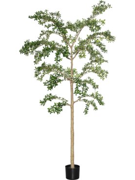 Buchida Buceras Shady Lady Tree XL