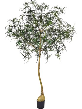 Queensland Bottle Tree XL