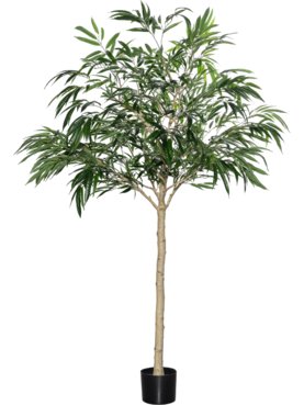 Ficus Alii Tree XL