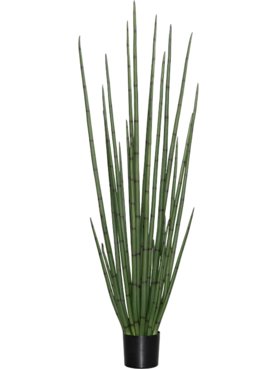 Sansevieria Cylindrica L