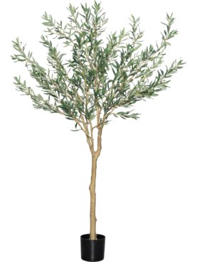 Olea Europaea Tree L
