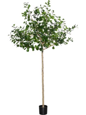 Ficus Triangularis Tree XL