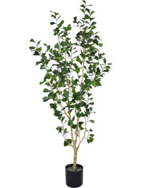 Ficus Triangularis Tree L
