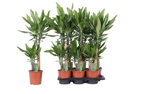 Dracaena fragrans Steudneri 45-20
