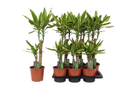 Dracaena fragrans Golden Coast 45-20