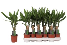 Dracaena fragrans Steudneri