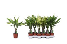 Dracaena fragrans mix