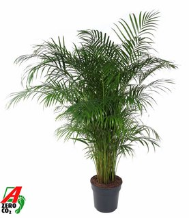 Dypsis (Areca) lutescens Toef