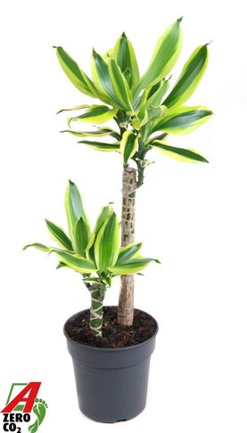 Dracaena Lemon Dream 45-15
