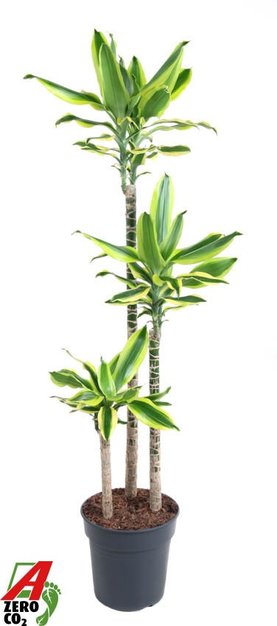Dracaena Lemon Dream 90-60-30