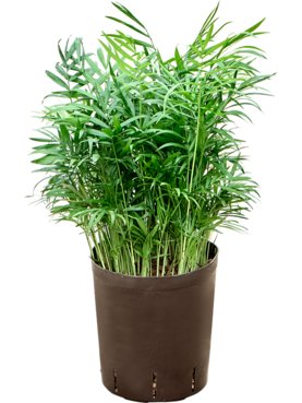 Chamaedorea elegans Bush