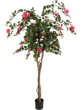 Bougainvillea Tree Fuchsia