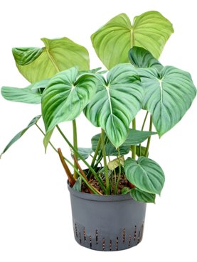 Philodendron \'Mc Dowell\' Bush