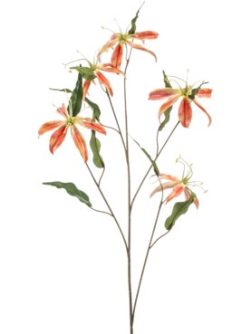 Gloriosa Spray Orange