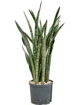 Sansevieria zeylanica \'Narrow\' Toef (Bims)