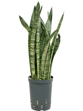 Sansevieria zeylanica \'Narrow\' Toef (Bims)