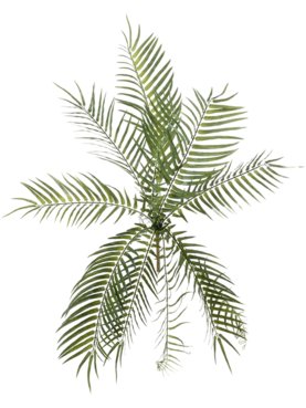 Fish Bone Fern (UV)