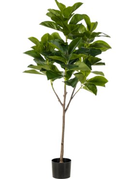 Ficus Benghalensis