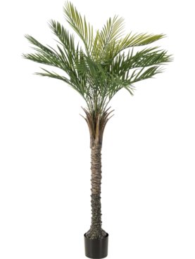 Palm Tree (Knock Down, UV)