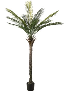 Palm Tree (Knock Down, UV)