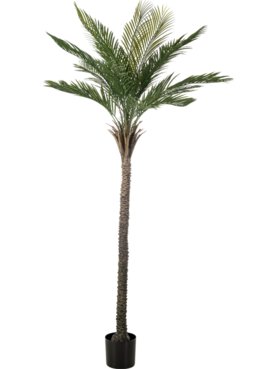Palm Tree (Knock Down, UV)