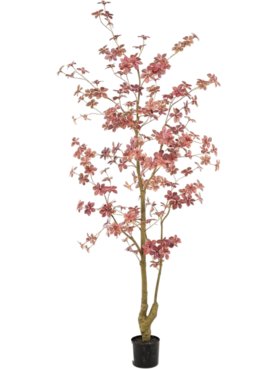 Tropaeolum Plant Burgundy