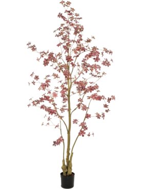 Tropaeolum Plant Burgundy