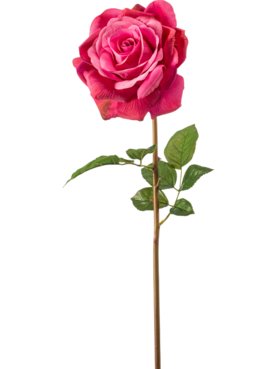 Rose Chloe Fuchsia RT