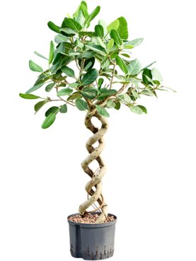 Ficus benghalensis \'Audrey\' Dubbel spiraal