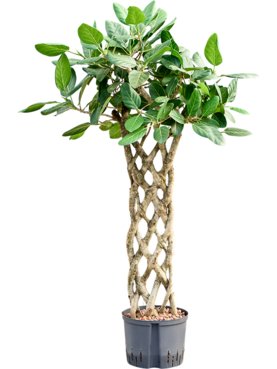 Ficus benghalensis \'Audrey\' Stam hek