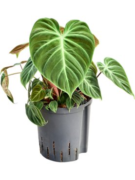 Philodendron \'El Choco Red\' Bush