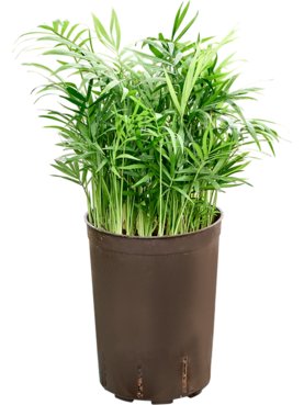 Chamaedorea elegans Bush