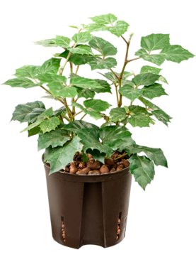 Cissus rhombifolia \'Manda\'