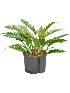 Philodendron narrow \'Ring of fire\' Bush
