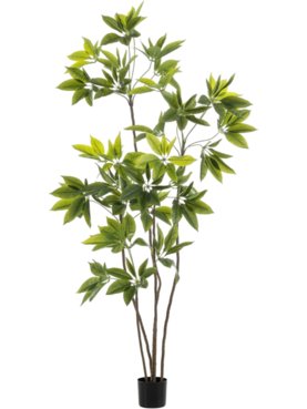Schefflera Multi Tree