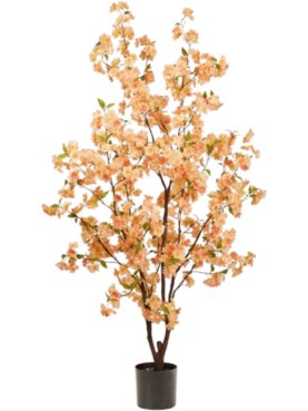 Cherry Blossom Tree Peach