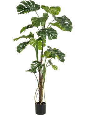 Monstera x3 w air roots