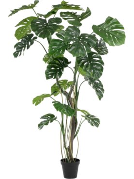 Monstera x4 w air roots