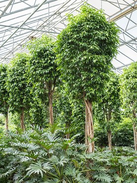 Ficus benjamina \'Columnar\' Stam