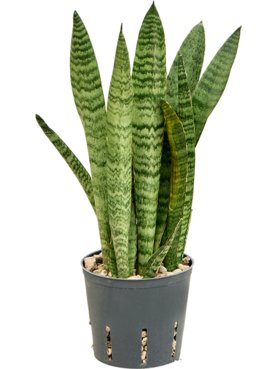 Sansevieria zeylanica \'Narrow\' Toef (Bims)