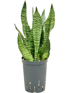 Sansevieria zeylanica \'Compacta\' Toef (Bims)